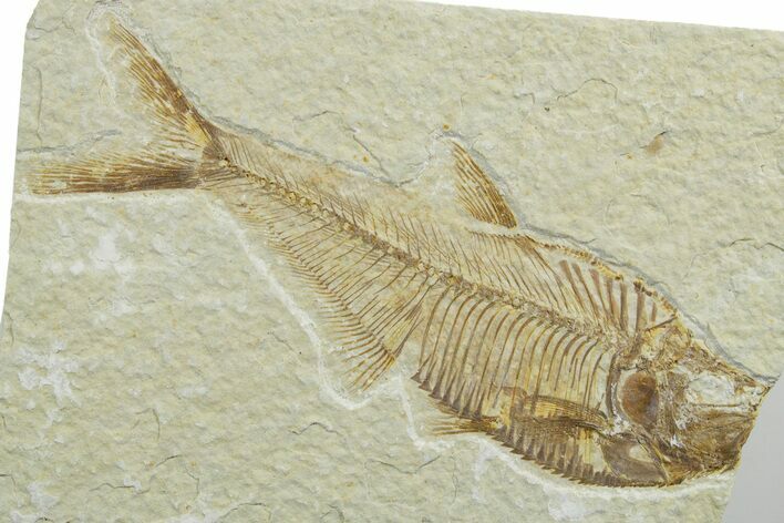 Bargain, Detailed Fossil Fish (Diplomystus) - Wyoming #349585
